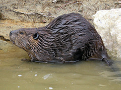 beaver.jpg