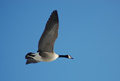 canada_geese.jpg