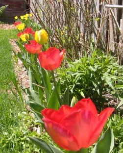 tulips4.jpg