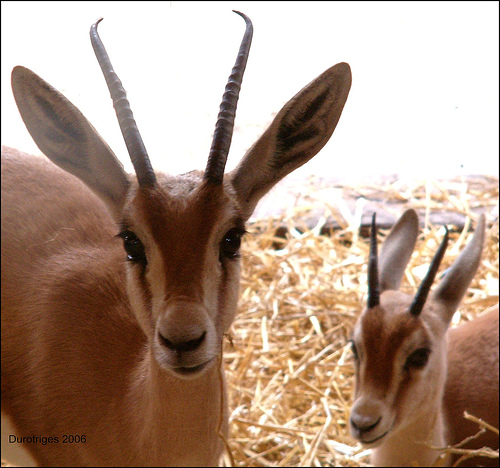 gazelles